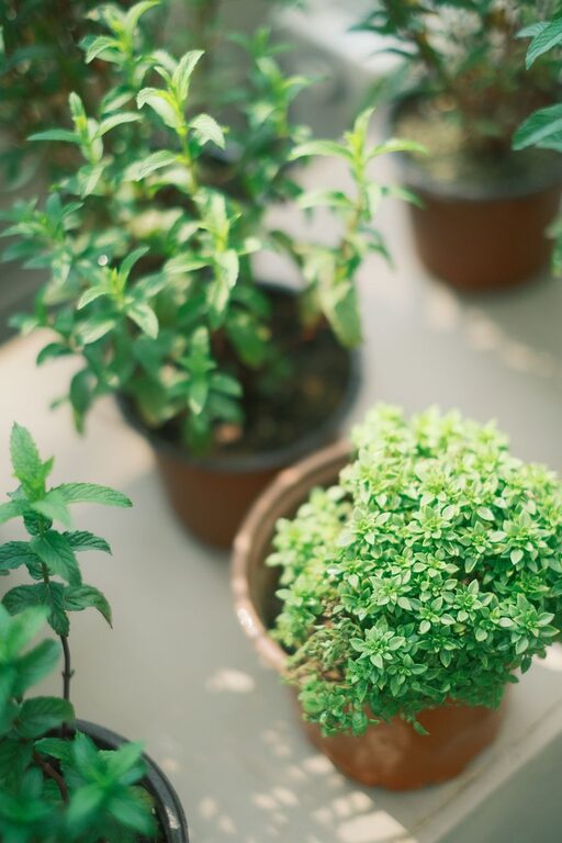 Naturalne sposoby na odświeżenie powietrza w mieszkaniu
